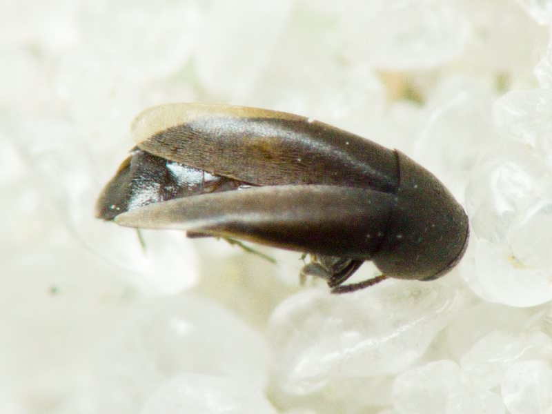 Anaspis